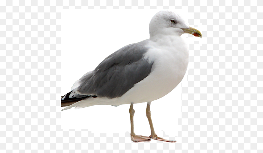 451x431 Image - Seagull PNG