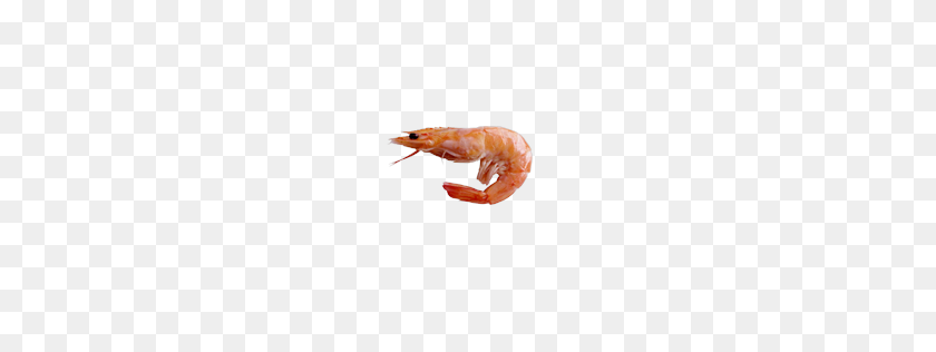 512x256 Image - Shrimp PNG
