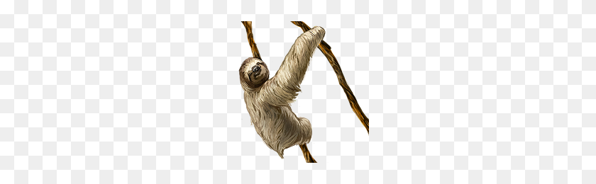200x200 Image - Sloth PNG