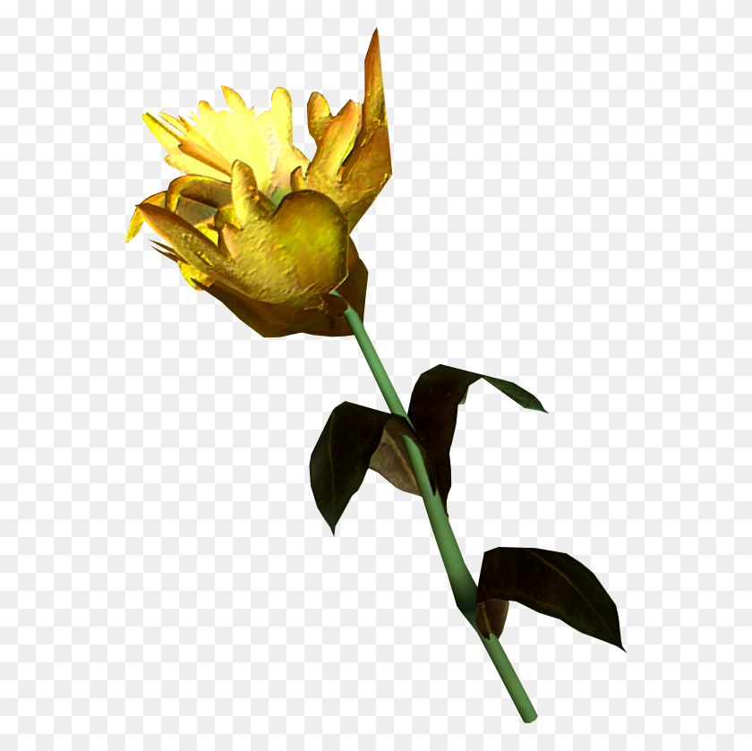 562x779 Image - Yellow Rose PNG