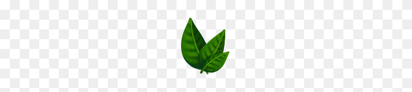 128x128 Image - Tea Leaf PNG
