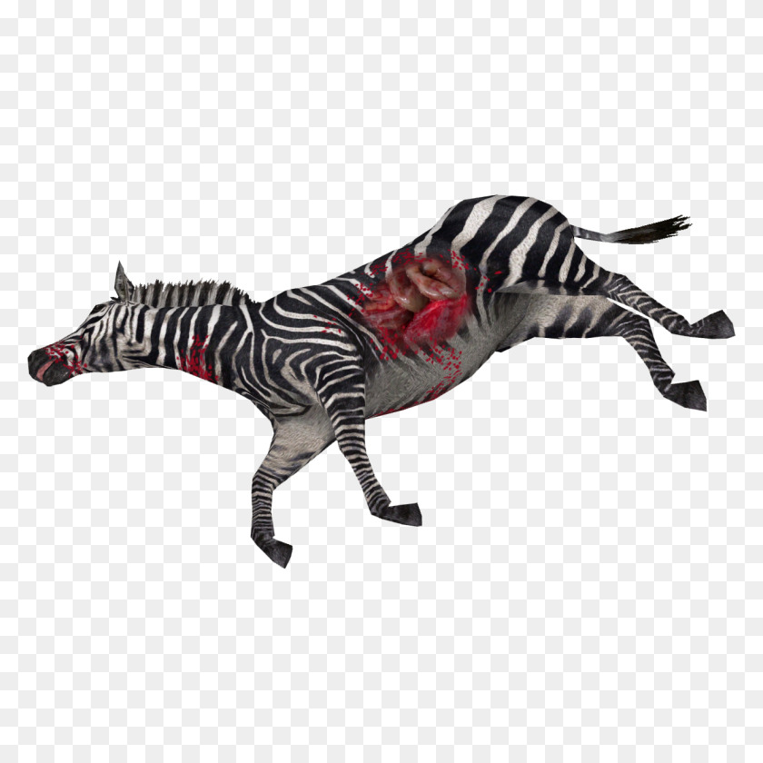 1227x1227 Image - Zebra PNG