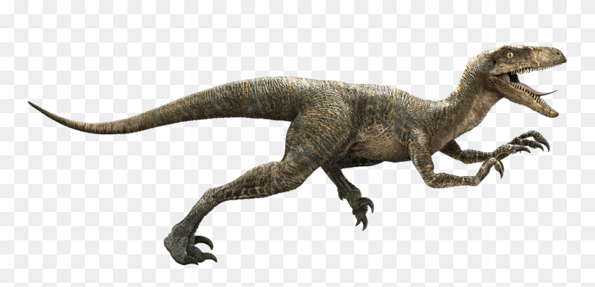 1043x463 Image - Velociraptor PNG