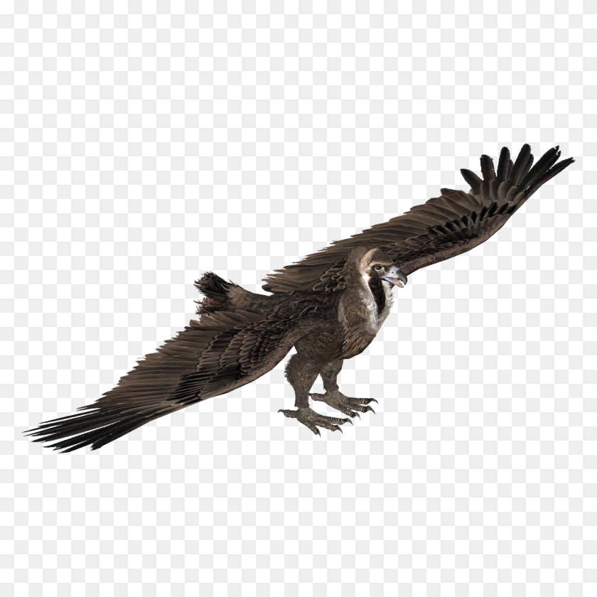 1636x1636 Image - Vulture PNG