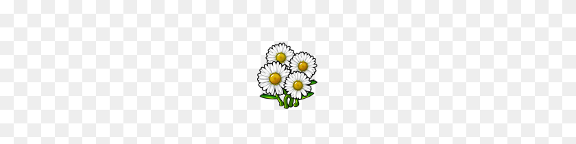 150x150 Image - White Daisy PNG