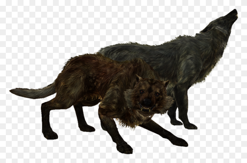 1010x642 Image - Wolves PNG