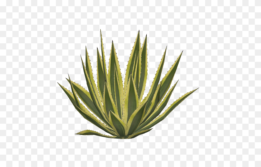 480x480 Image - Agave PNG