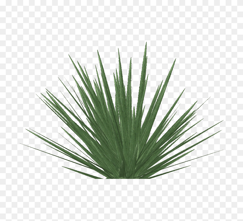 706x706 Image - Agave PNG
