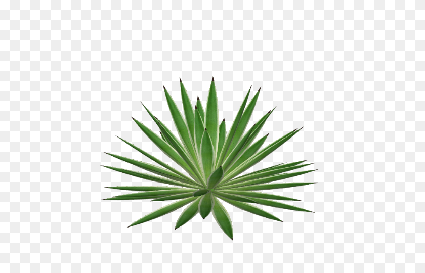 480x480 Image - Agave PNG