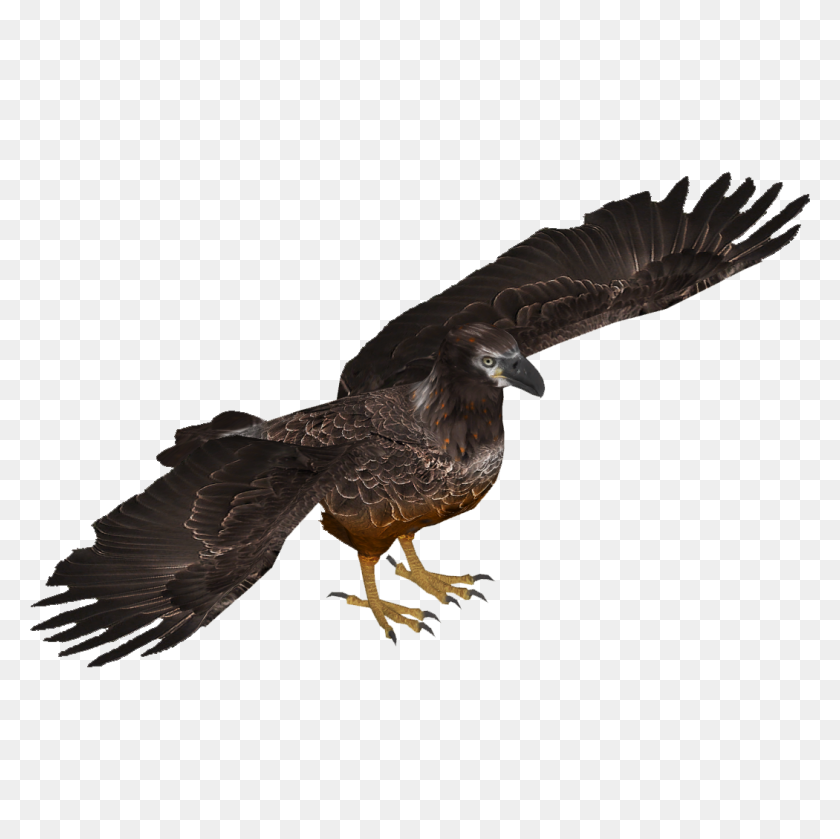 1050x1050 Image - Bald Eagle PNG