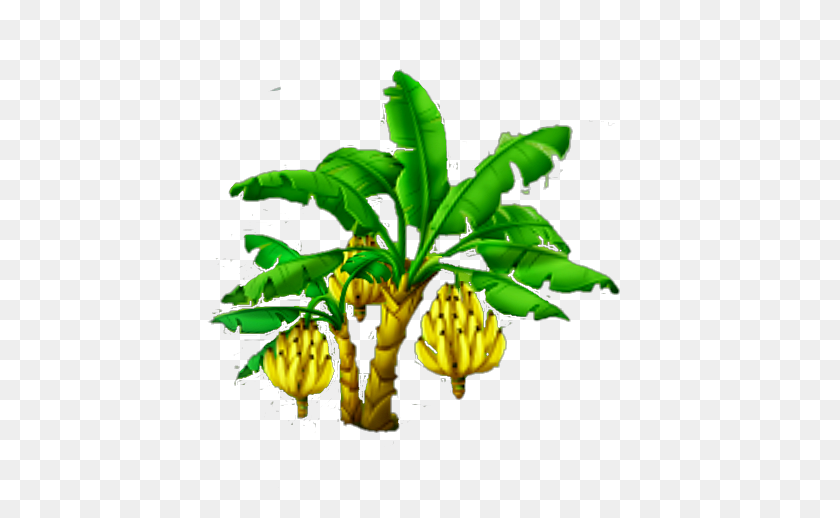 488x458 Image - Banana Tree PNG