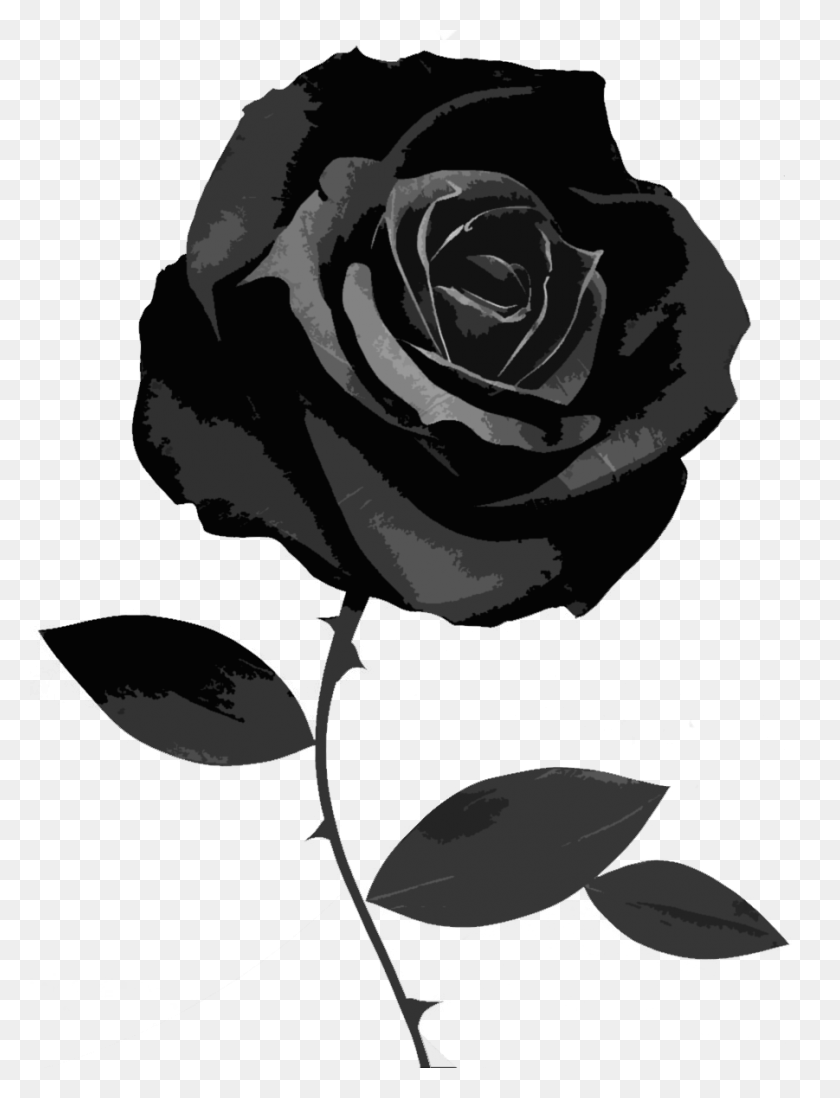 901x1200 Image - Black Rose PNG