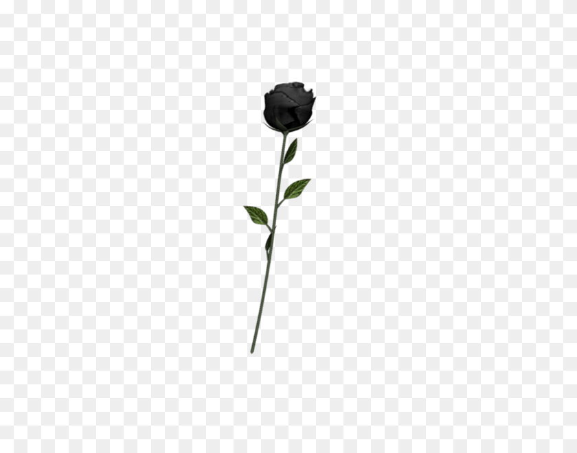 600x600 Image - Black Rose PNG