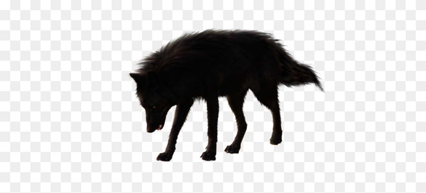 480x321 Image - Black Wolf PNG