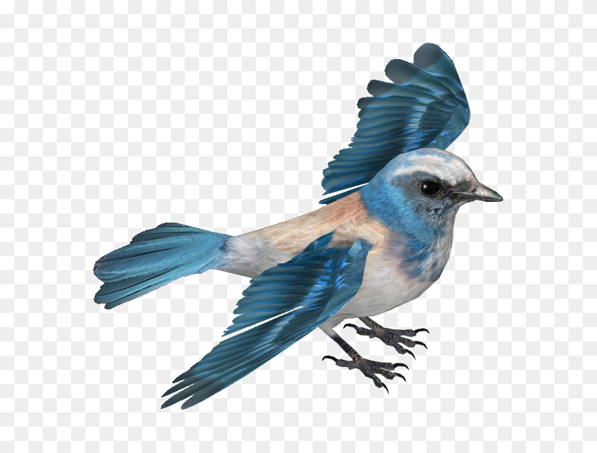 577x577 Image - Blue Jay PNG