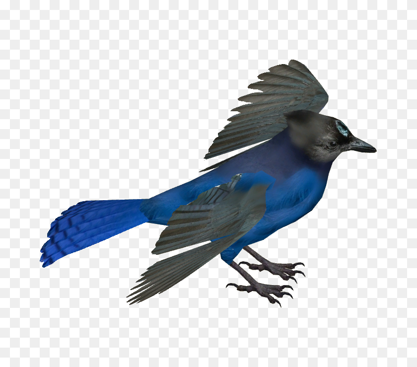 679x679 Image - Blue Jay PNG