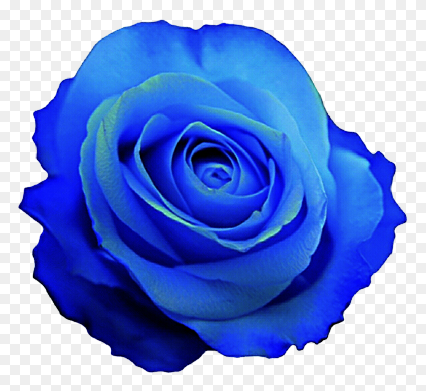 1024x936 Imagen - Rosa Azul Png