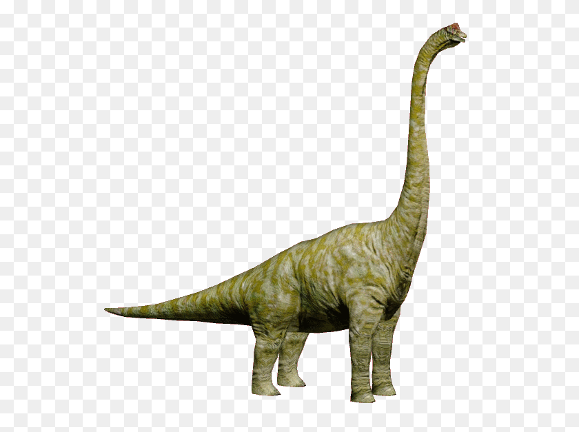 567x567 Image - Brachiosaurus PNG