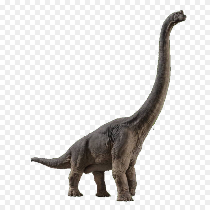 894x894 Image - Brachiosaurus PNG