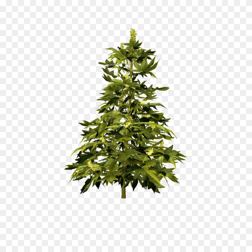 1024x1024 Image - Cannabis PNG