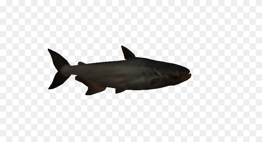 573x398 Image - Catfish PNG