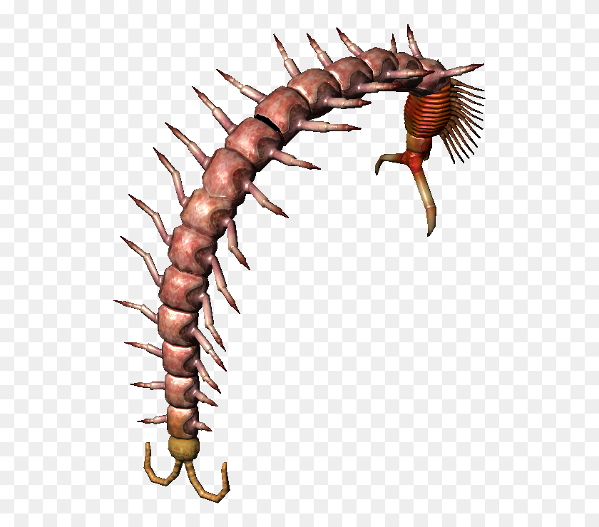 527x679 Image - Centipede PNG