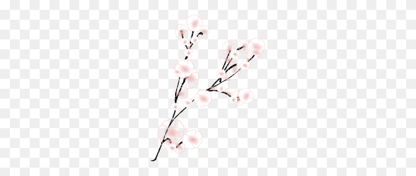 231x297 Image - Cherry Blossom Branch PNG
