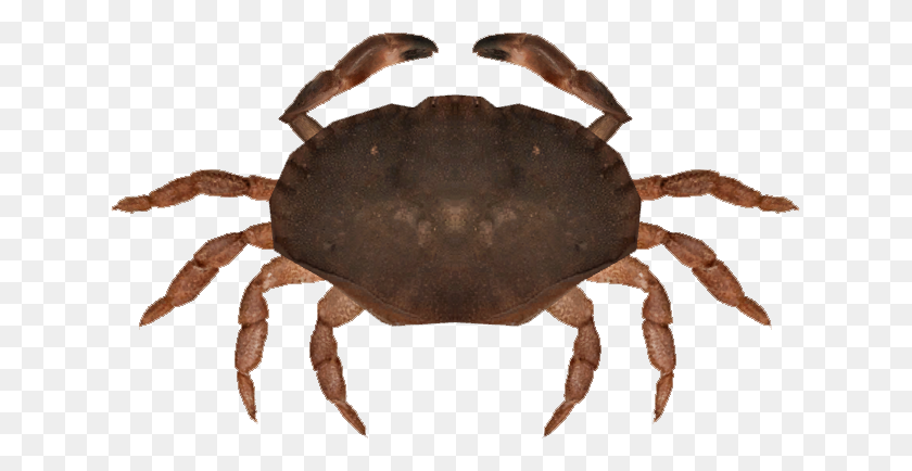 635x374 Image - Crab PNG