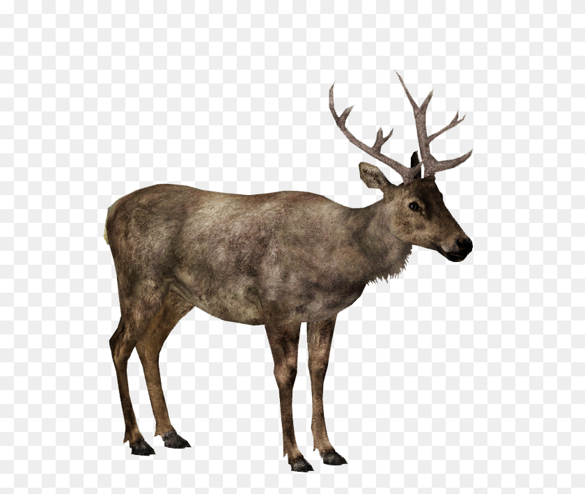 649x649 Image - Elk PNG