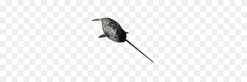 219x219 Image - Narwhal PNG