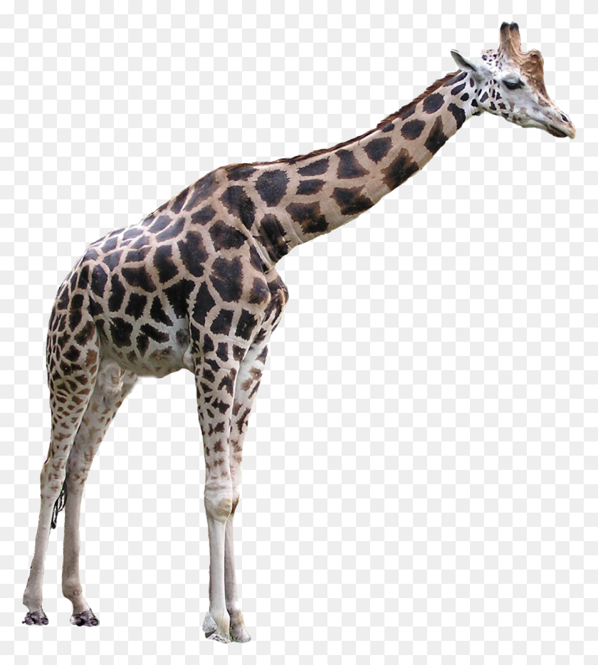 1134x1272 Image - Giraffe PNG
