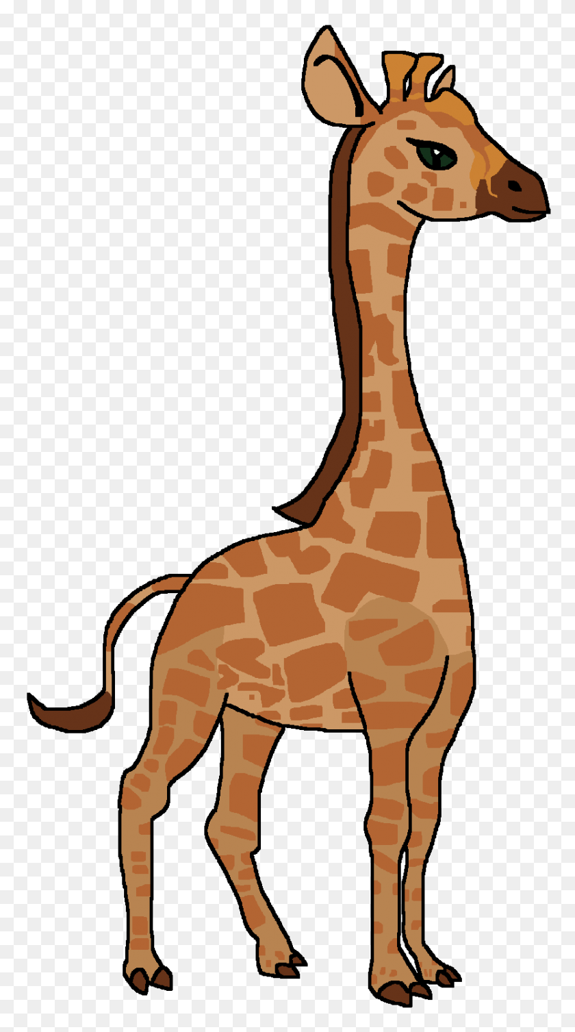 831x1542 Image - Giraffe PNG