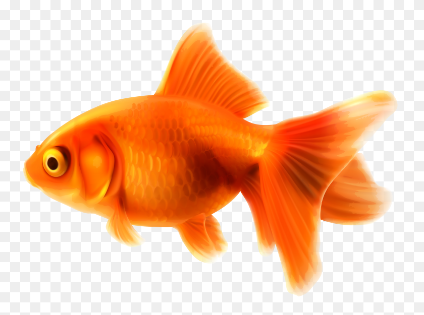 3000x2174 Изображение - Золотая Рыбка Png