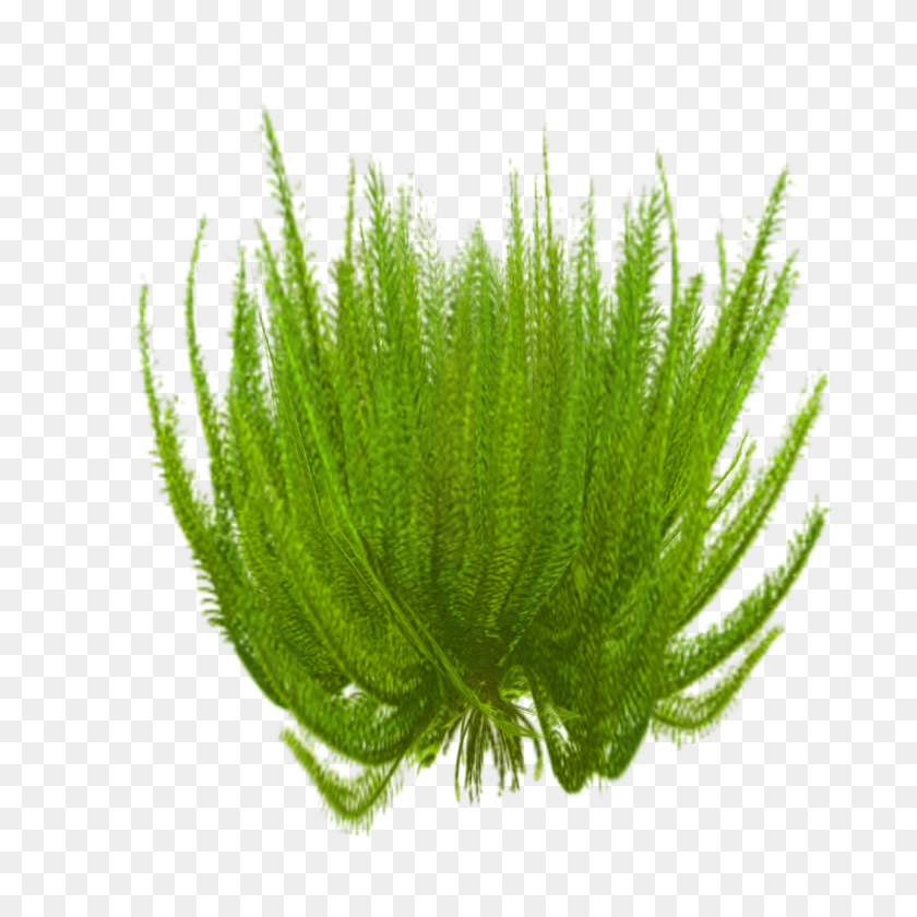 1250x1250 Image - Grass PNG Transparent