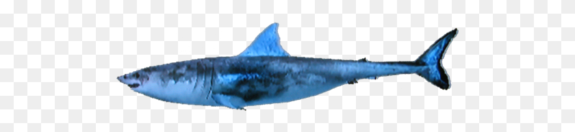 500x133 Imagen - Gran Tiburón Blanco Png