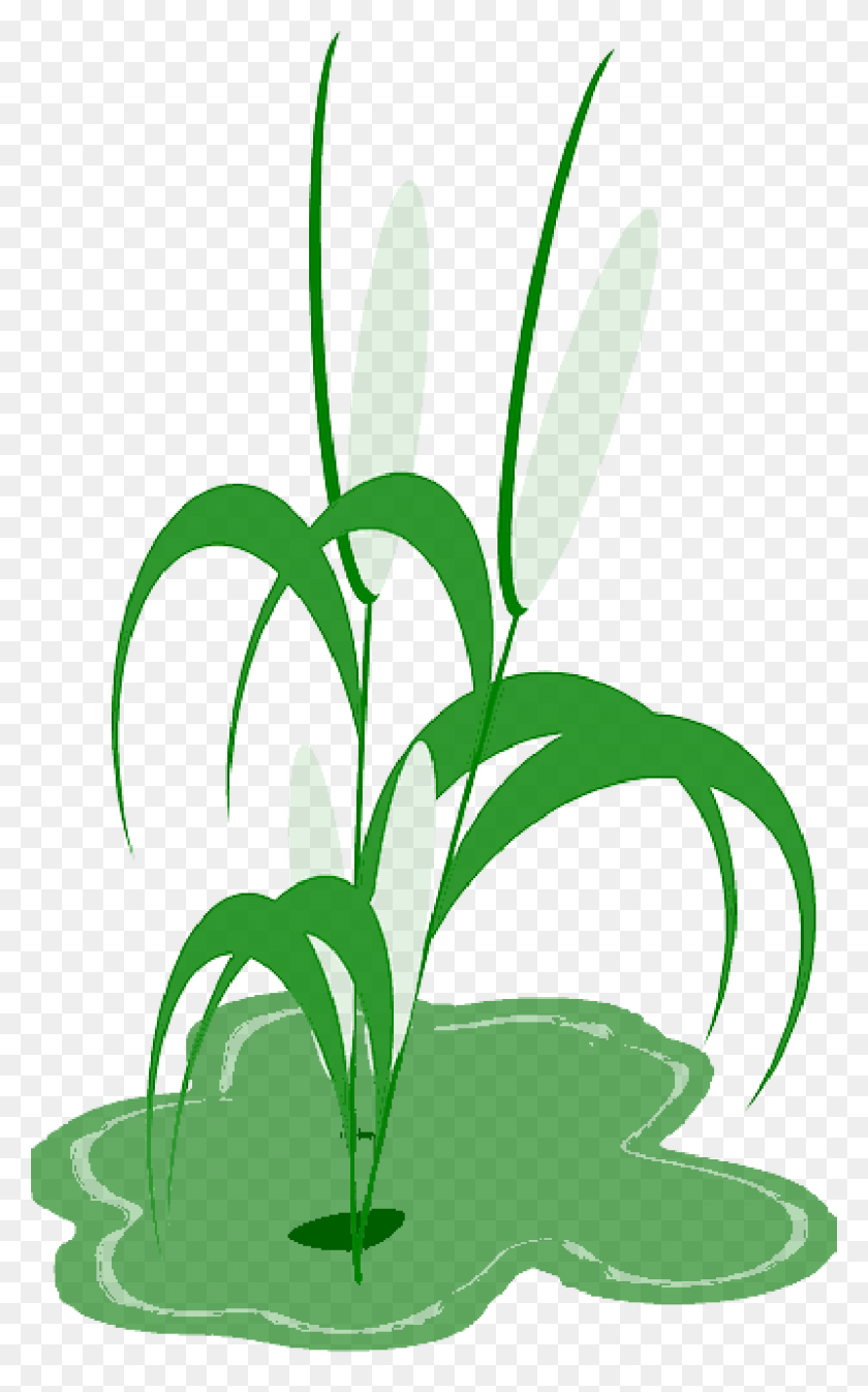 800x1319 Image - Green Leaves PNG