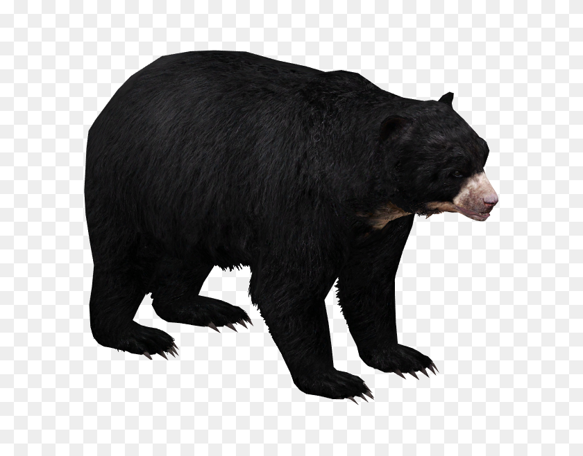 598x598 Image - Grizzly Bear PNG