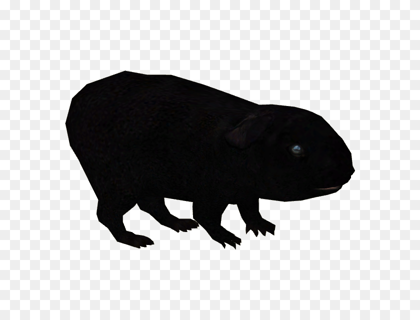 580x580 Image - Guinea Pig PNG