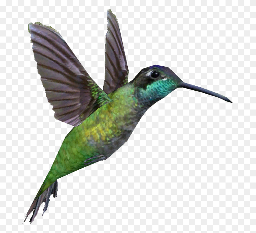 706x706 Image - Hummingbird PNG