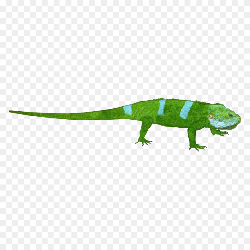 1134x1134 Image - Iguana PNG