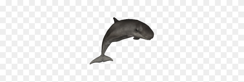223x223 Image - Killer Whale PNG