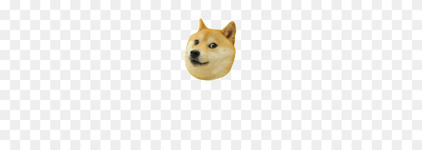 320x240 Image About Funny In Doge - Shiba Inu PNG