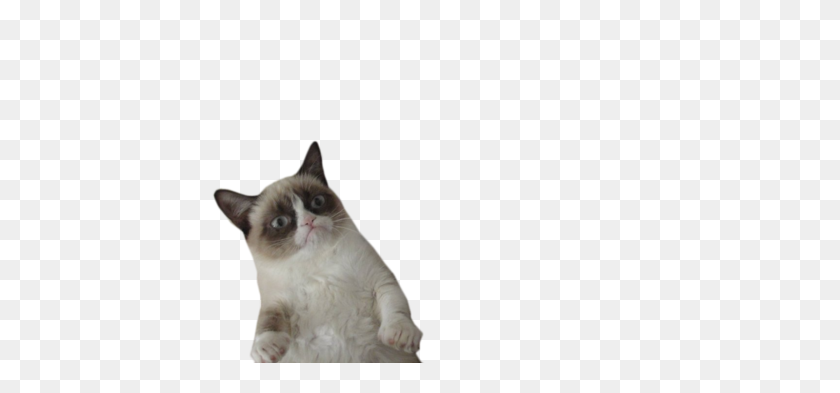 500x333 Image In Png Collection - Grumpy Cat PNG