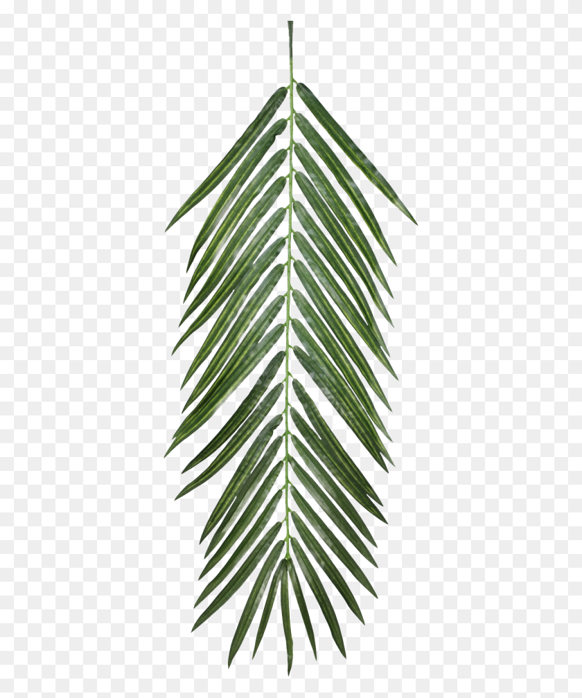 1260x1532 Image Png, Palm Leaves - Tropical Leaves PNG
