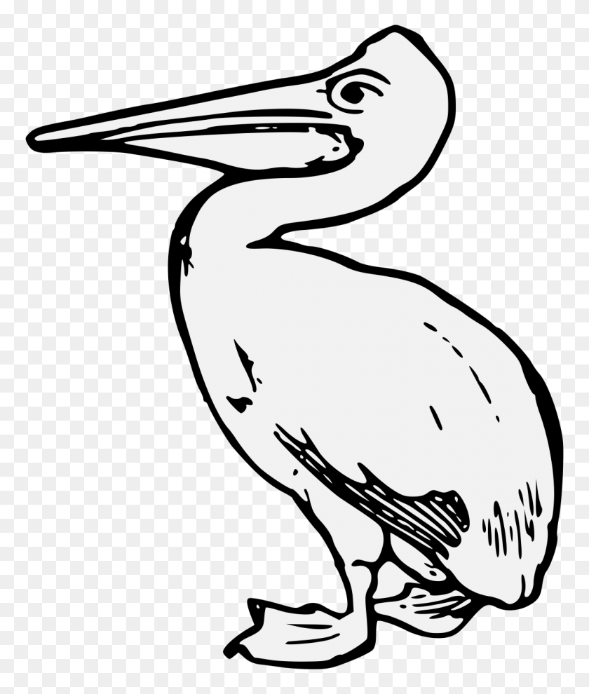 1107x1320 Image Result For Brown Pelican Line Drawing Birds - Pelican Clipart Black And White