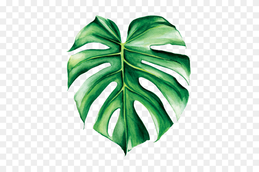 500x500 Image Result For Monstera Png Transparent Decorating Ideas - Plantas Tropicales Png
