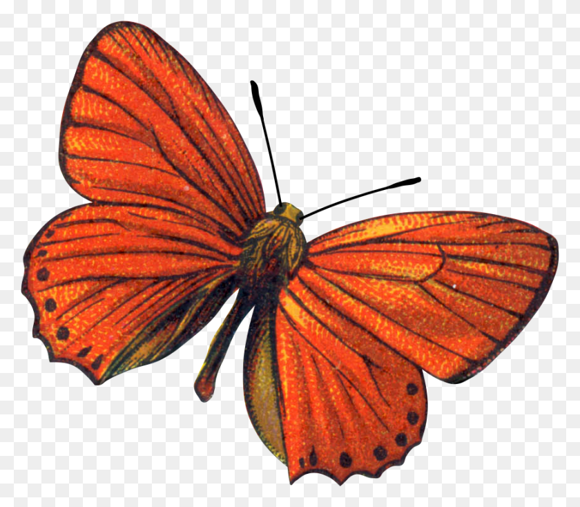 869x751 Изображение Бабочки, Картинки - Оранжевая Бабочка Клипарт
