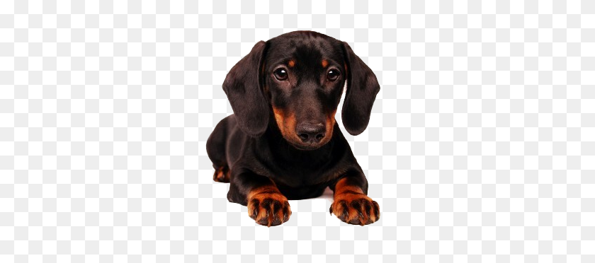281x312 Images Dogs - Dachshund PNG