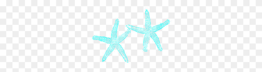 250x172 Imágenes Png Conchas Marinas Y Estrella De Mar Definición Superior - Conchas Marinas Png