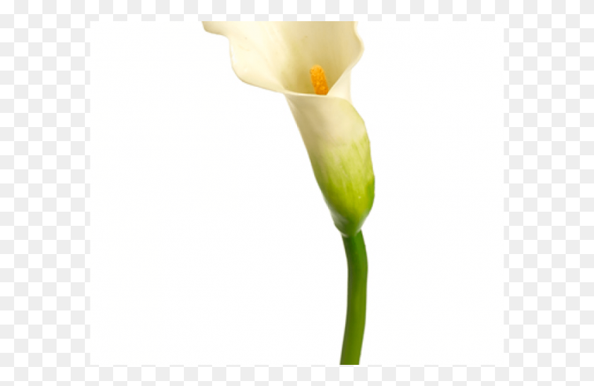 1368x855 Inch Mini Calla Lily Spray Cream Green Gardening Flower - Calla Lily PNG